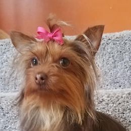 Shih Tzus and Yorkshire Terriers from Cotten's Yorkies & Shih Tzus
