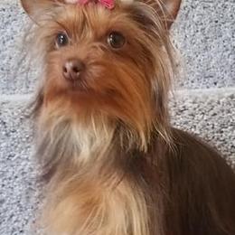 Shih Tzus and Yorkshire Terriers from Cotten's Yorkies & Shih Tzus