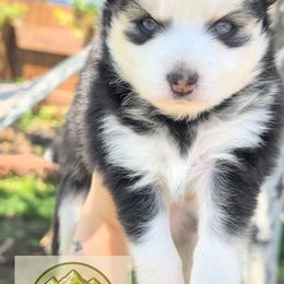 Luna - Black and white female Pomsky puppy in Kittredge, Colorado from Rocky Mountain Pomskies