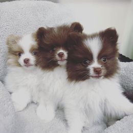 Pomeranians from Lilikoi Poms