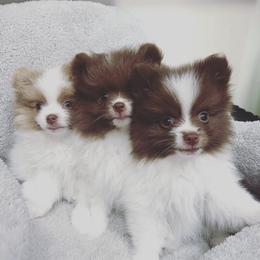 Pomeranians from Lilikoi Poms