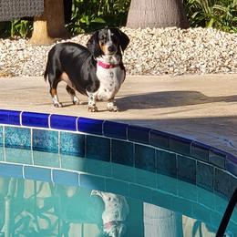 Lilo - Dachshund
