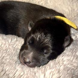 Howdy - Agouti and white male Siberian Husky puppy in Corvallis, Montana from Double H Siberians