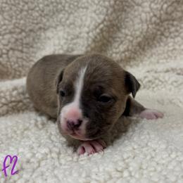 Girl 2 - Blue brindle female American Pit Bull Terrier puppy in Nine Mile Falls, Washington from Bartin Kennels