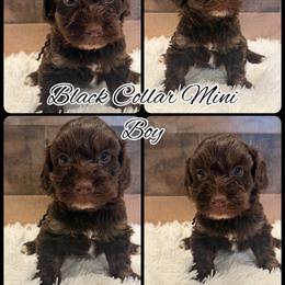 Black Collar Boy - Chocolate male Goldendoodle puppy in San Augustine, Texas from Vintage Doodles