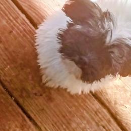 Fashion - Gold brindle female Havanese puppy in Cumberland, Maryland from Kimbriel