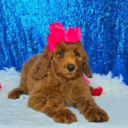 Charlie Rae's Pink Girl - Red  female Goldendoodle puppy in Kountze, Texas from Texas Doodles LLC