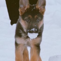 Berger Blanc Suisse and German Shepherd Puppies from Vom Hundhaus  Shepherds