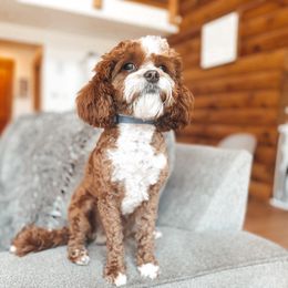 Sherlock - Cavapoo