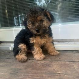 Scar - Black and tan male Yorkipoo puppy in Gastonia, North Carolina from Banks Dynasty Kennel