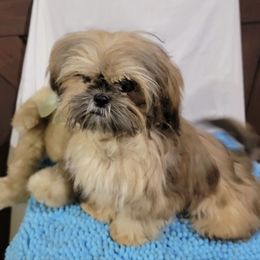 Sammie Boy - Brindle male Shih Tzu puppy in Cartersville, Georgia from 100 Acre Woods Shih Tzu Plantation
