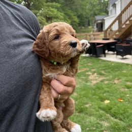 Goldendoodle Puppies from Ellie's Goldendoodles