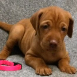 Lily Girl 4 - Golden rust female Vizsla puppy in Ganado, Texas from Roz Vizslas