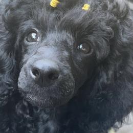Poodles from Piranha Poodles