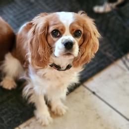 Penny - Cavalier King Charles Spaniel