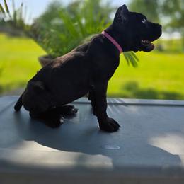 Pink Collar (Bella) -Beautiful, affectionate, and sweet-natured, yet tough and confident - Black female Cane Corso puppy in Texas from Jolaw Kennel