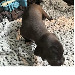 Puppy 1 - White male Boxer puppy in Lakeland, Florida from Cote's Boxers