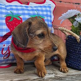 Tiger - Sable male Dachshund puppy in Goodman, Missouri from Darling Dachshunds