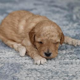 Green collar - Apricot male Poodle puppy in Edmond, Oklahoma from The Redbud Roost