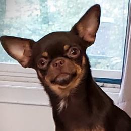 Cheri - Chihuahua