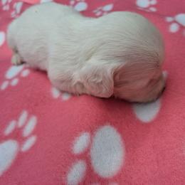 Annette - Piebald female Dachshund puppy in Piggott, Arkansas from KL Country