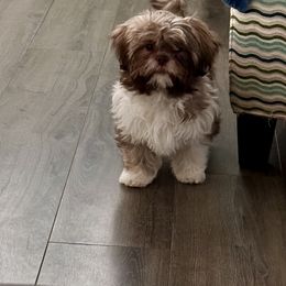 Shih Tzu Puppies from LaDawn’s Little Lions