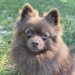 Yufu - Pomeranian