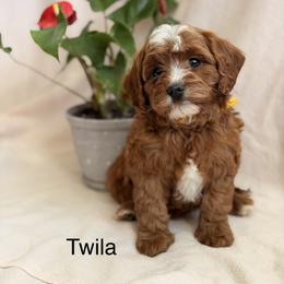 Twila - Red female Cavapoo puppy in Oxford, Pennsylvania from FriendlyPals