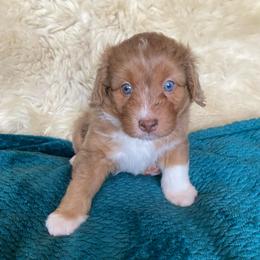 Cheetos - male Australian Mountain Doodle puppy in Port Orchard, Washington from Yukon Harbor Doodles
