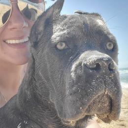 Cane Corso Puppies from Relic Cane Corso