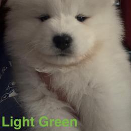 Australian Shepherd and Samoyed Puppies from SnowBlitz Samoyeds and CoralBlitz Aussies
