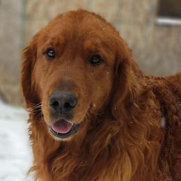 Scout - Golden Retriever