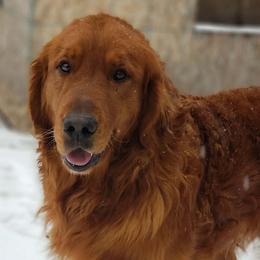 Scout - Golden Retriever