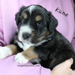 Kane BTM1 - Black tri male Miniature Australian Shepherd puppy in Elgin, Oregon from LongMile Aussies