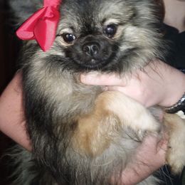 Pomeranian Puppies from Fuzzybutt Poms of Alabama