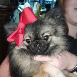 Pomeranian Puppies from Fuzzybutt Poms of Alabama