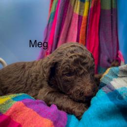 Meg - Silver-beige  female Poodle puppy in Greenville, North Carolina from Grace Poodles
