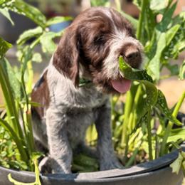 Green Boy - Brown and gray male Wirehaired Pointing Griffon puppy in Sheldon, Vermont from Ole Poor Farm