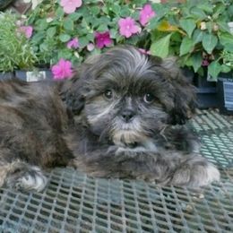 Thad - Brindle and white male Shih Tzu puppy in Wild Rose, Wisconsin from Sorenson's Shih-tzus