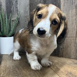 MeatBall - Piebald male Dachshund puppy in Redding, California from CountrySide Wieners