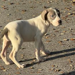 Connelly - Blue and white female Great Dane puppy in Florida from Beachside Kennels