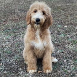 Heartlynn - Goldendoodle puppy in Chesnee, South Carolina from Pampered Paws Unlimited