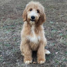Heartlynn - Goldendoodle puppy in Chesnee, South Carolina from Pampered Paws Unlimited