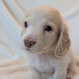 Glacier - Cream male Dachshund puppy in San Diego, California from Sweetheart Doxies LLC