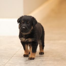 Green - Bi-color female German Shepherd puppy in Newport Beach, California from Vom Bismarkhaus