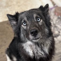 Raven - Siberian Husky