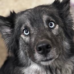 Raven - Siberian Husky