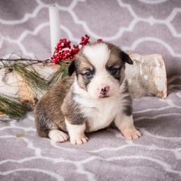 Caroline - Sable female Pembroke Welsh Corgi puppy in Narvon, Pennsylvania from Corgi Companions (license number 18998)