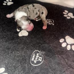 Sirius - Blue merle female Miniature Australian Shepherd puppy in Asheboro, North Carolina from Stellar Aussies