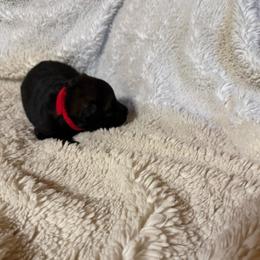 Red - Sable female German Shepherd puppy in Andalusia, Alabama from Keisha's German Shepherds